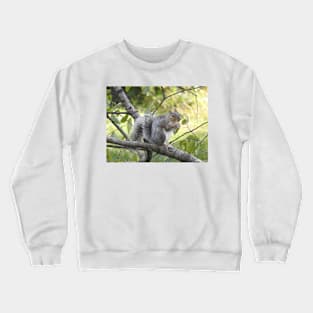 Eastern Gray Squirrel, Wildlife Photography, Wild Animals Crewneck Sweatshirt